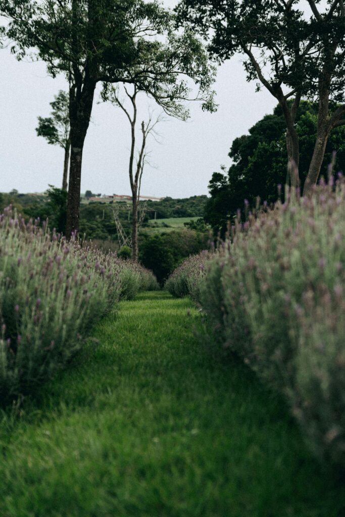 Serene lavender fields in Apucarana, Brazil, showcasing natural beauty.